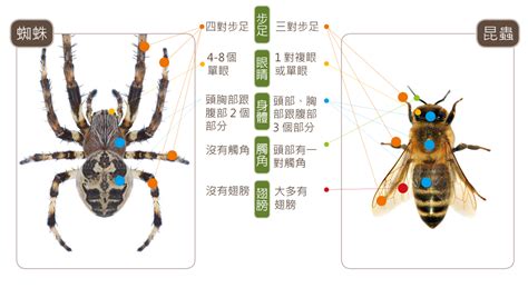 房間有蜘蛛代表什麼|蛛事吉祥——家中常見蜘蛛篇